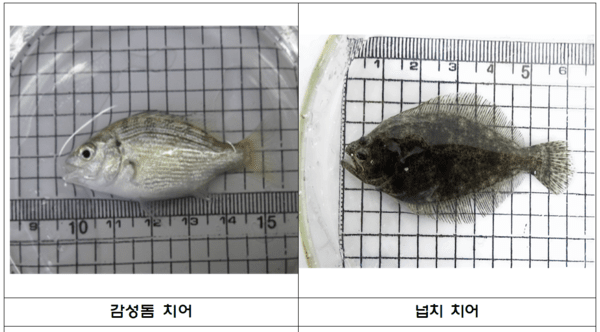 부산시 수산자원연구소, '어린 감성돔, 넙치 51만 마리' 방류